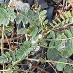 Coronilla varia Blatt