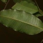 Brosimum rubescens Leaf