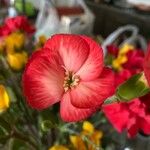 Dianthus caryophyllusFlower