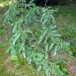 Gleditsia triacanthos Habitatea