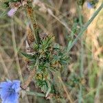 Cichorium endiviaبرگ