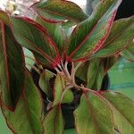 Aglaonema commutatumBlad