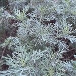 Artemisia thuscula Leaf