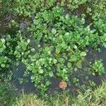 Nasturtium officinale Fuelha