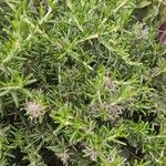 Salvia rosmarinus Leaf
