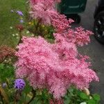 Filipendula rubra Flor