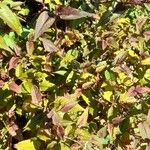 Persicaria microcephala Habitus