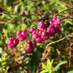 Symphoricarpos orbiculatus Fruto