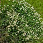 Trifolium repens Hábitos