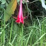 Fuchsia boliviana Цвят