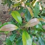 Syzygium aromaticum Hedelmä