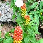 Arum italicumFlor