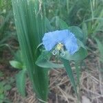 Commelina erectaFlower