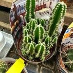 Acanthocereus tetragonus Blad