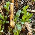 Solidago juncea অন্যান্য