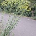 Solidago juncea Hábito