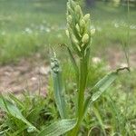 Dactylorhiza insularis Habit