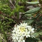 Rhododendron columbianum Flor