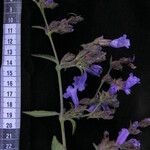 Strobilanthes tomentosa Kita