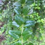Rhaphithamnus spinosus Hoja