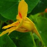 Tropaeolum majus Fiore