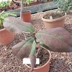 Acokanthera oblongifolia Φύλλο