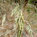 Festuca glauca Flower