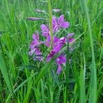 Epilobium angustifoliumFlower