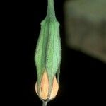 Markea coccinea Flower