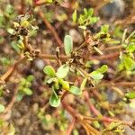 Portulaca trituberculata Blad