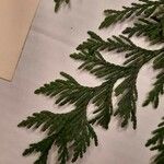 Thuja plicataᱥᱟᱠᱟᱢ