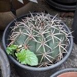 Melocactus matanzanus 花