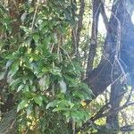 Cordia americana Leaf