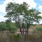 Amburana cearensis Costuma