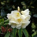 Rhododendron irroratum Flower