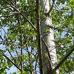 Populus deltoides Escorça