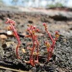 Crassula vaillantii Hábito