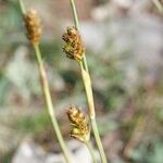 Carex brevicollis ফল