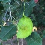 Pterocarpus rotundifolius Fruit