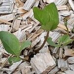 Menyanthes trifoliata Blatt