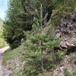 Pinus banksiana Hábito