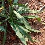 Solidago chilensis Folla