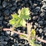 Sisymbrium erysimoides Leaf