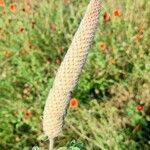 Dalea cylindriceps Flor