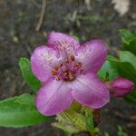 Rhododendron cowanianum