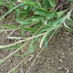 Leucanthemum adustum Blad