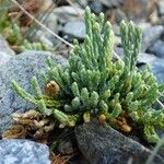 Lycopodium alpinum Habit