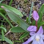 Scilla luciliae Leaf