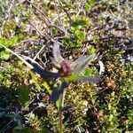 Pedicularis lapponica Kvet