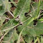 Arctium nemorosum Leaf